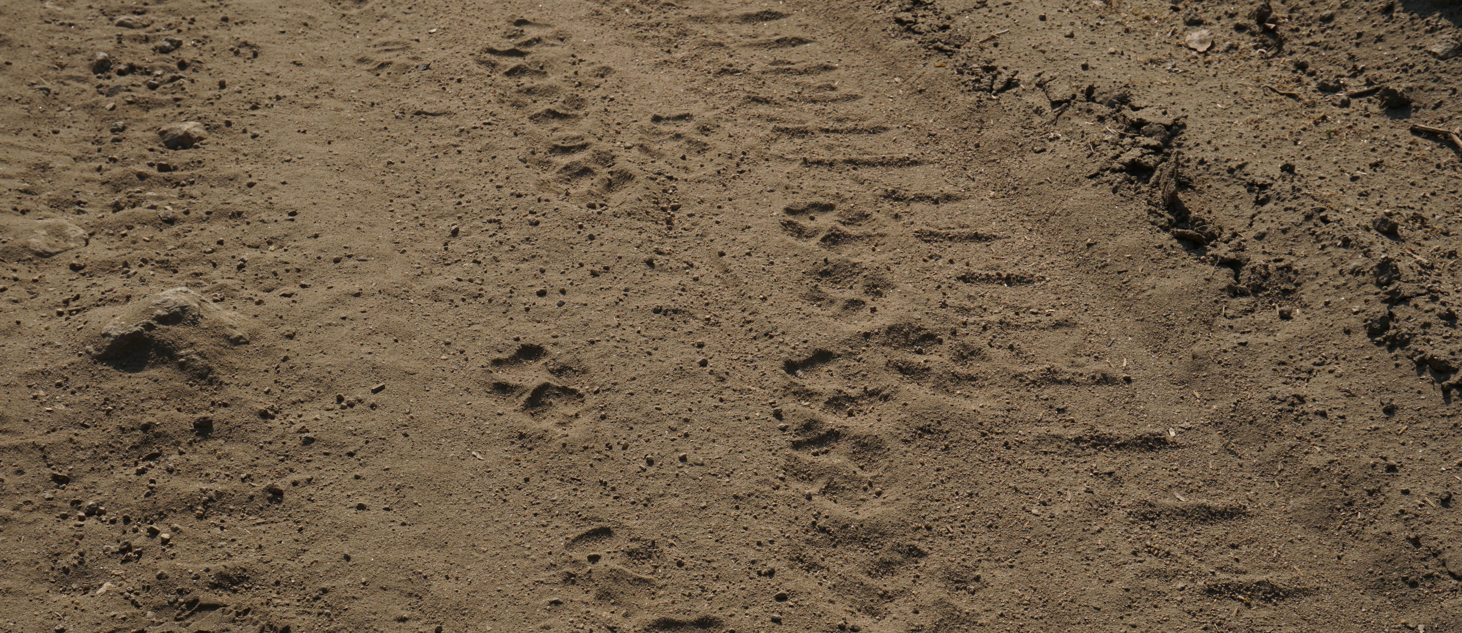 Canid and wheel tracks on sand