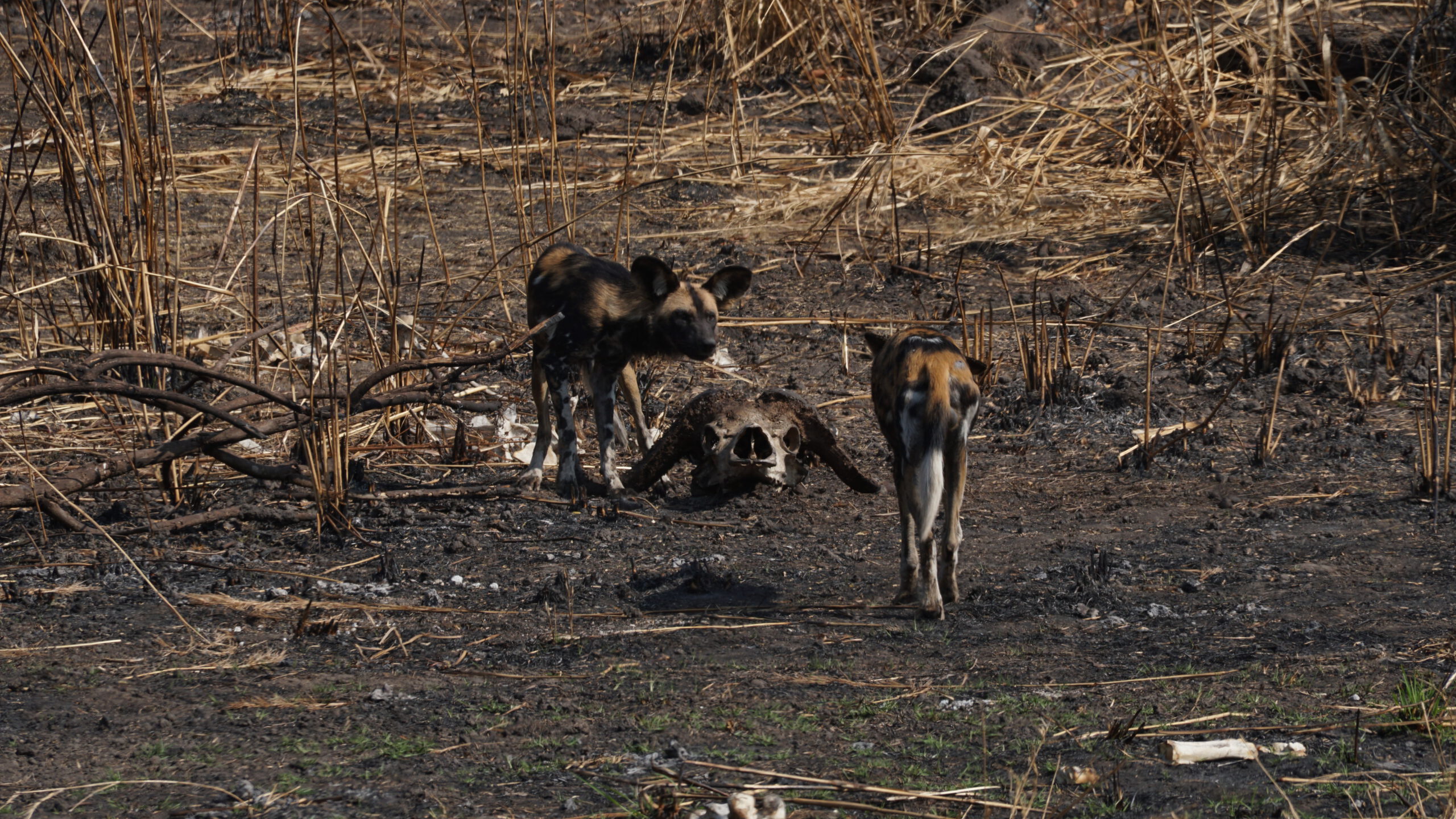 Two African wild dogs in a recently burnt miombo next to a buffalo skull, picture taken by raimundo p. solar