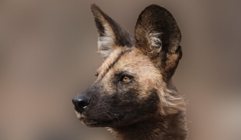 African wild dog