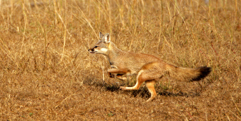Bengal fox