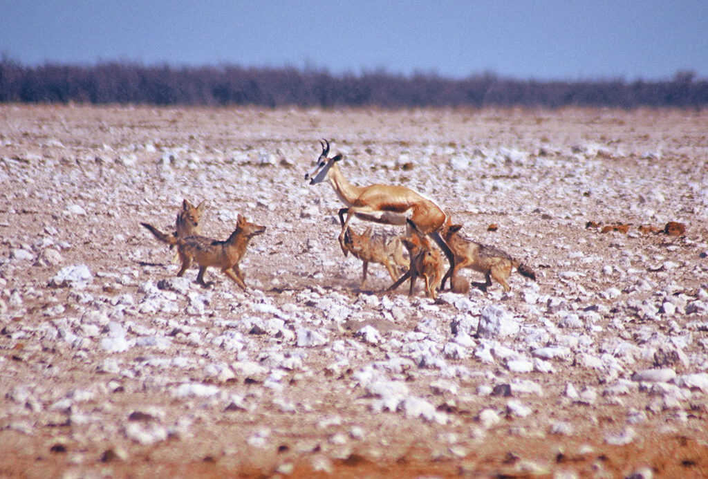 Black-backed jackal