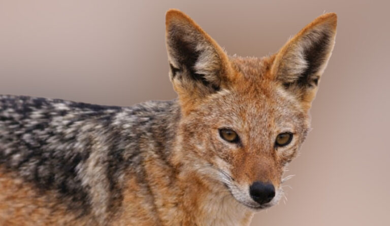 Black-backed jackal