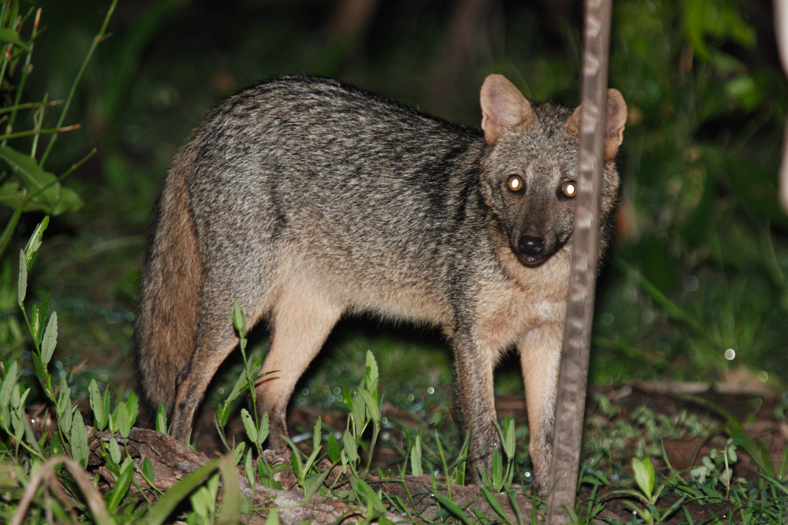 Crab-eating fox ~ Canid of the day