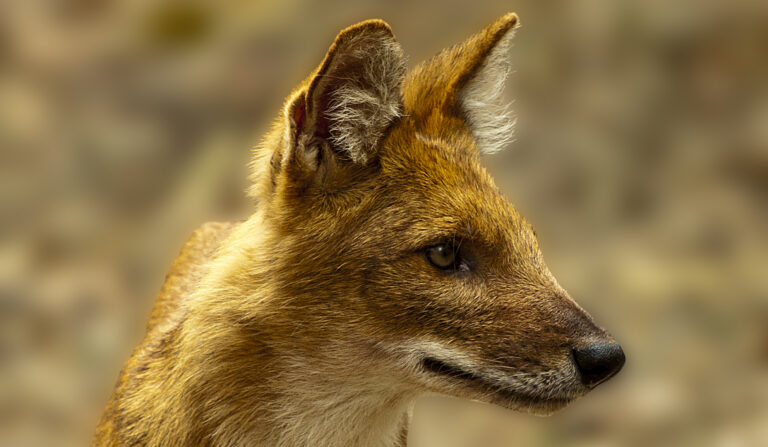 Dhole
