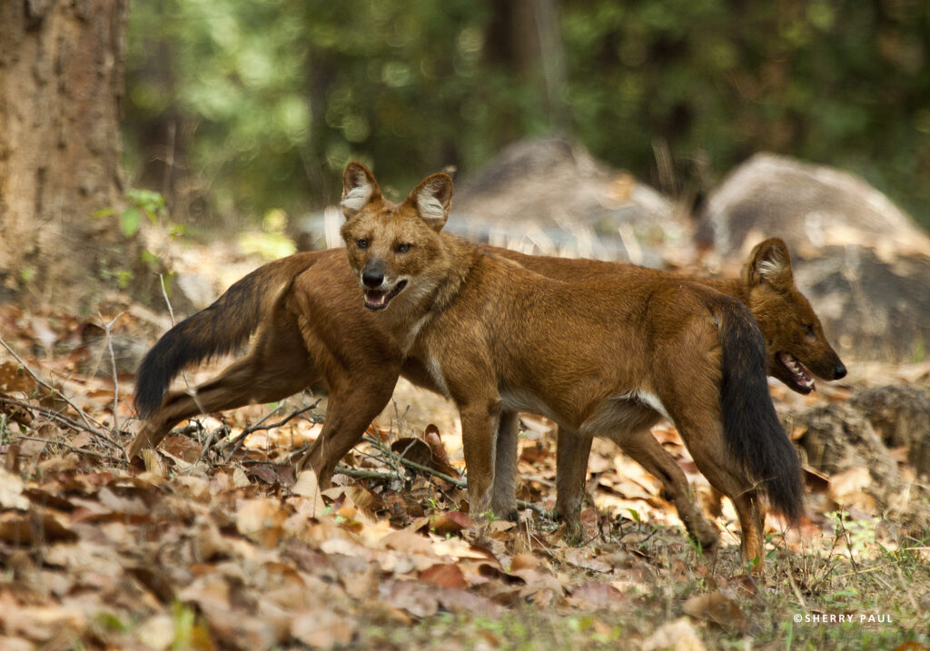 Dhole