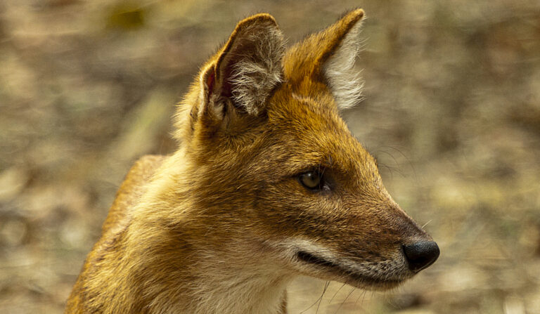Dhole portrait, picture taken by Sherry Paul.