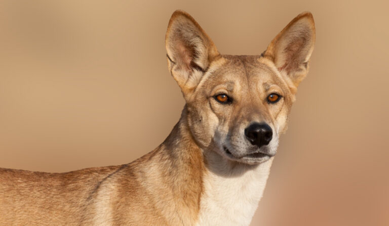 Dingo