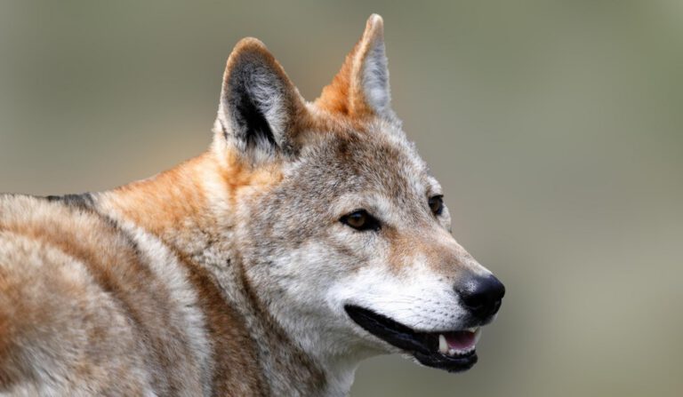 Himalayan wolf
