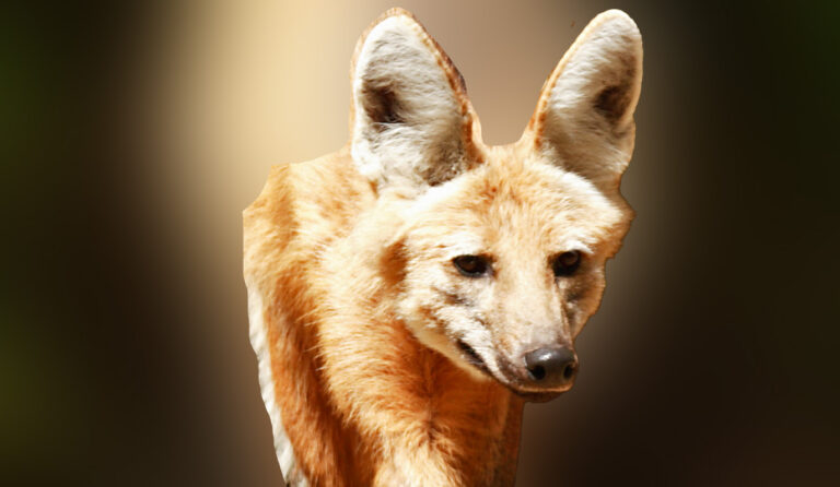 Maned wolf