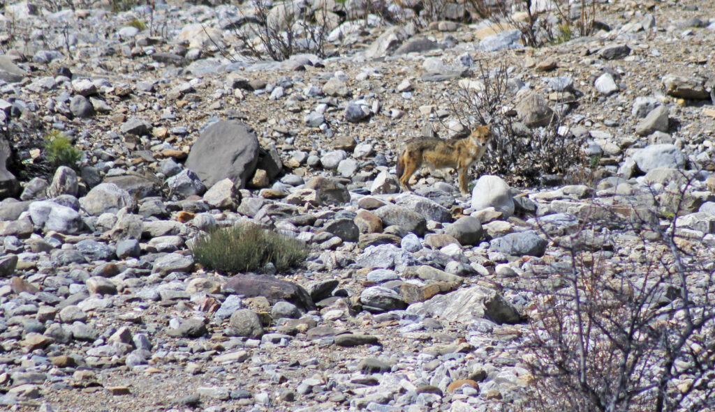 Golden jackal