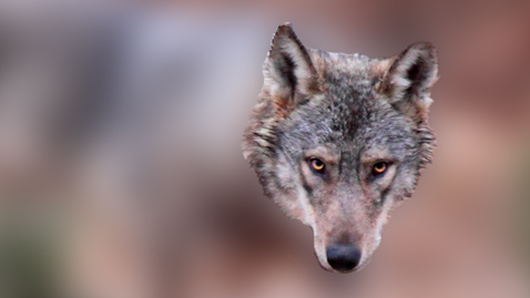 Grey fox